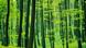 Farbencode - Buchenwald im Fruehling Farbencode - Buchenwald im Fruehling