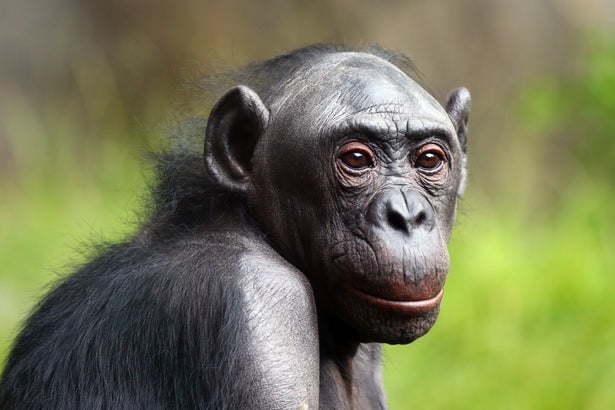 Close-up of a bonobo, with blurred grass in the background