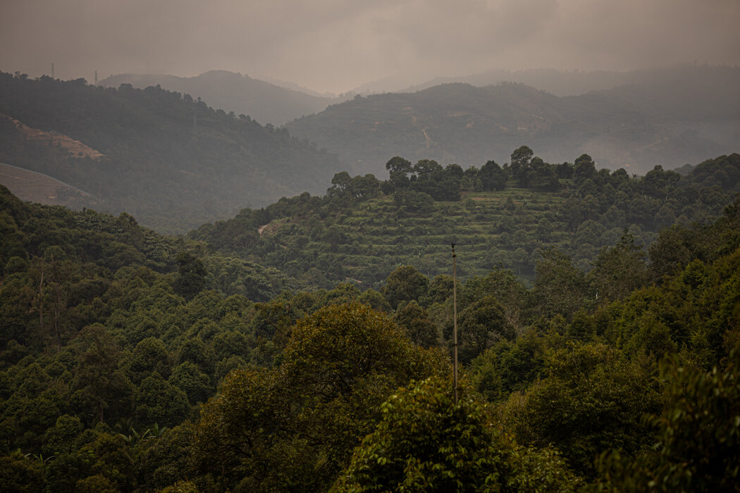 在劳勿,果园覆盖着山坡,该地区被视为马来西亚榴莲产业的中心。