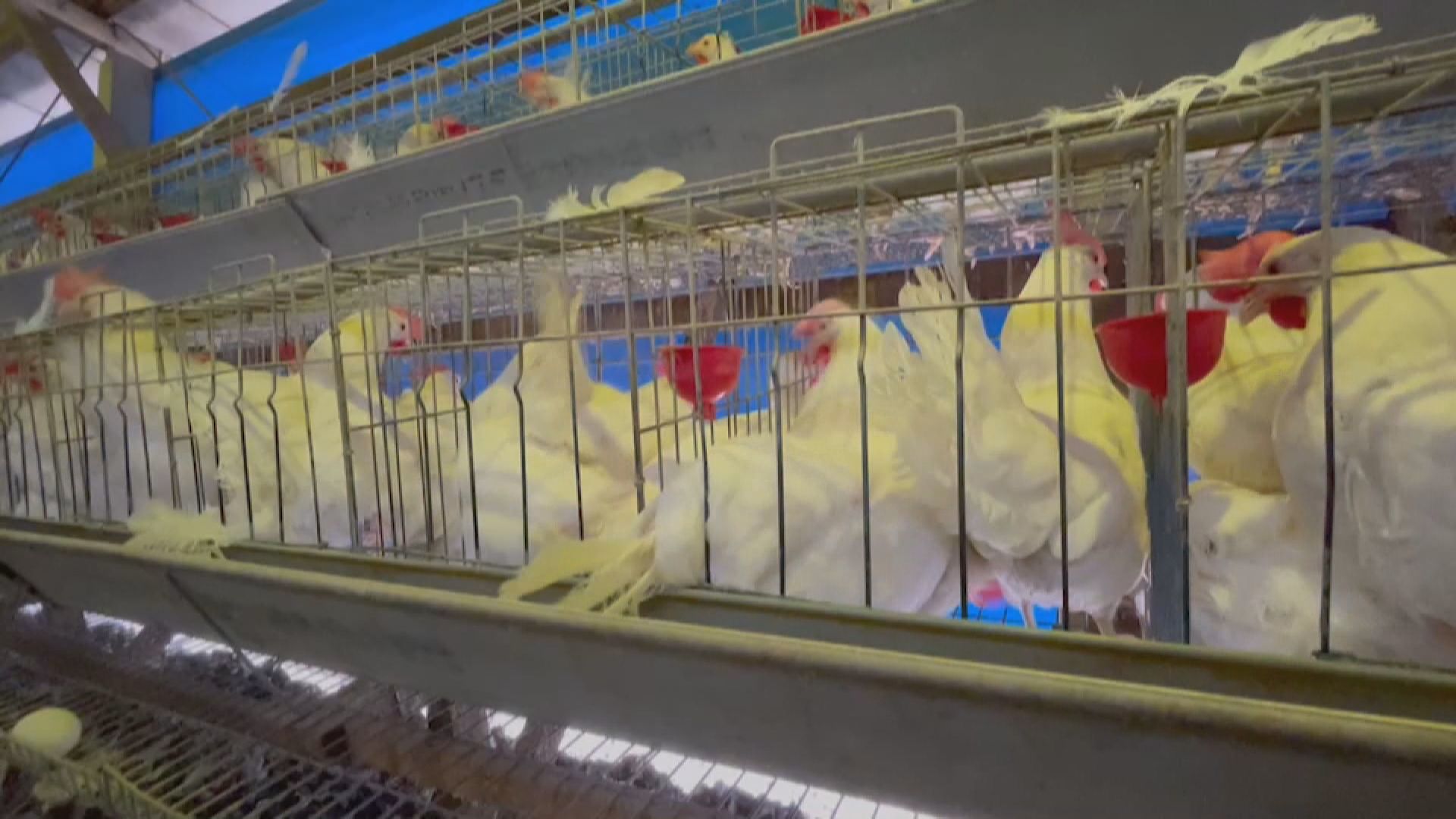 台南後壁1蛋雞場確診H5N1禽流感 動保處已撲殺、消毒