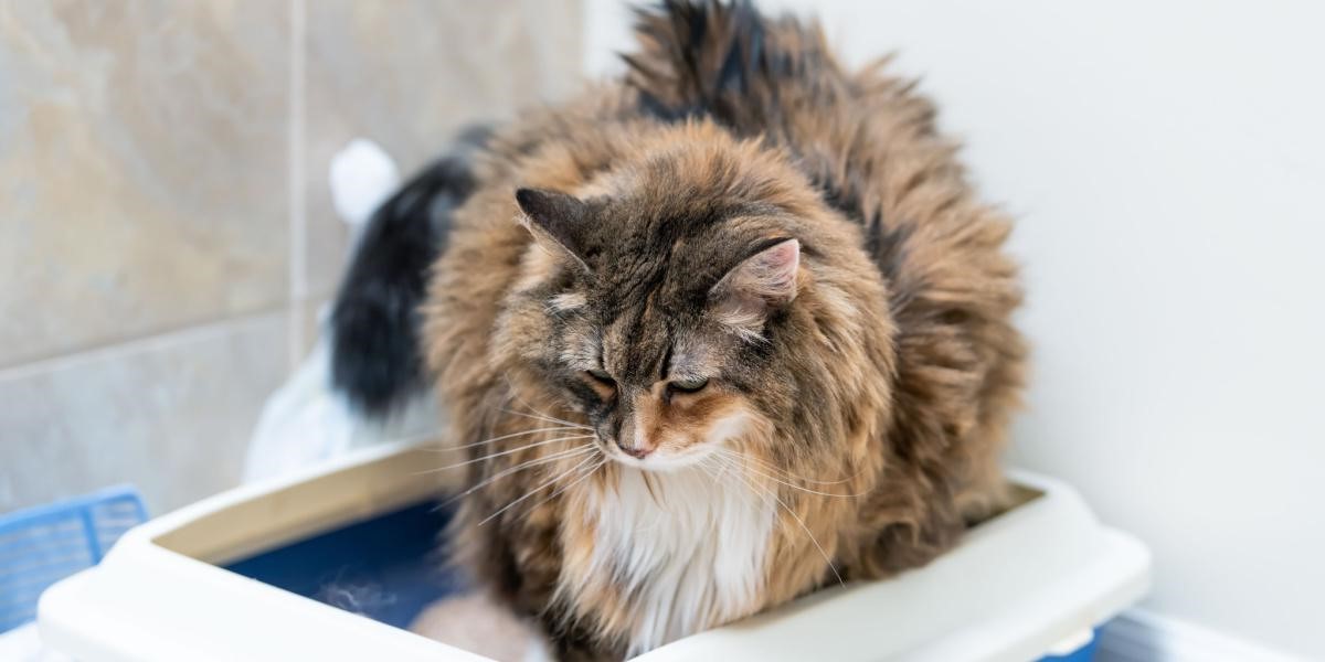 Why Is My Cat Peeing But Not Pooping In The Litter Box