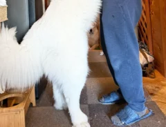 犬と飼い主の写真