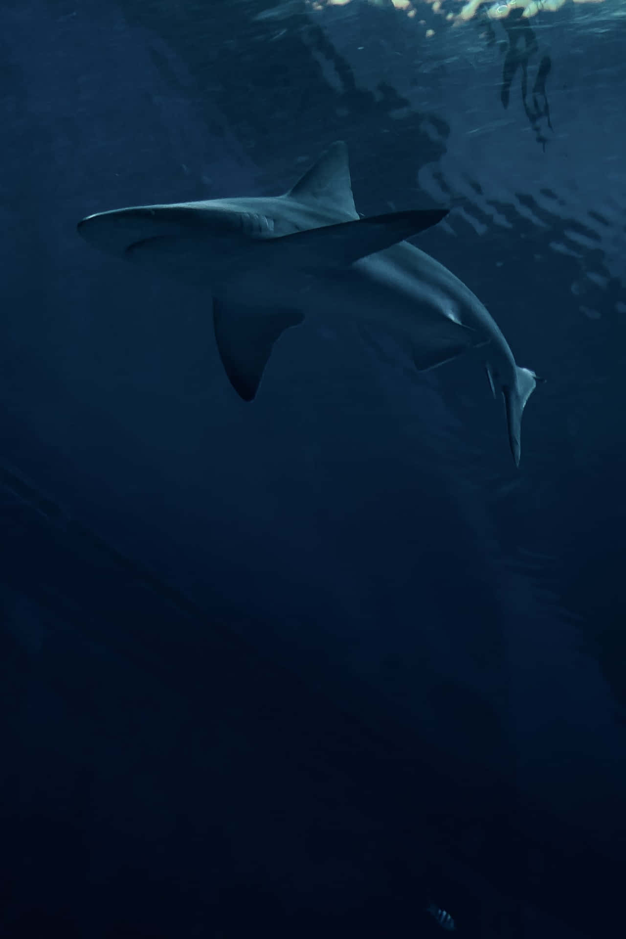 Görentré Med Coola Hajar På Din Datorskärm Eller Mobillås! Wallpaper