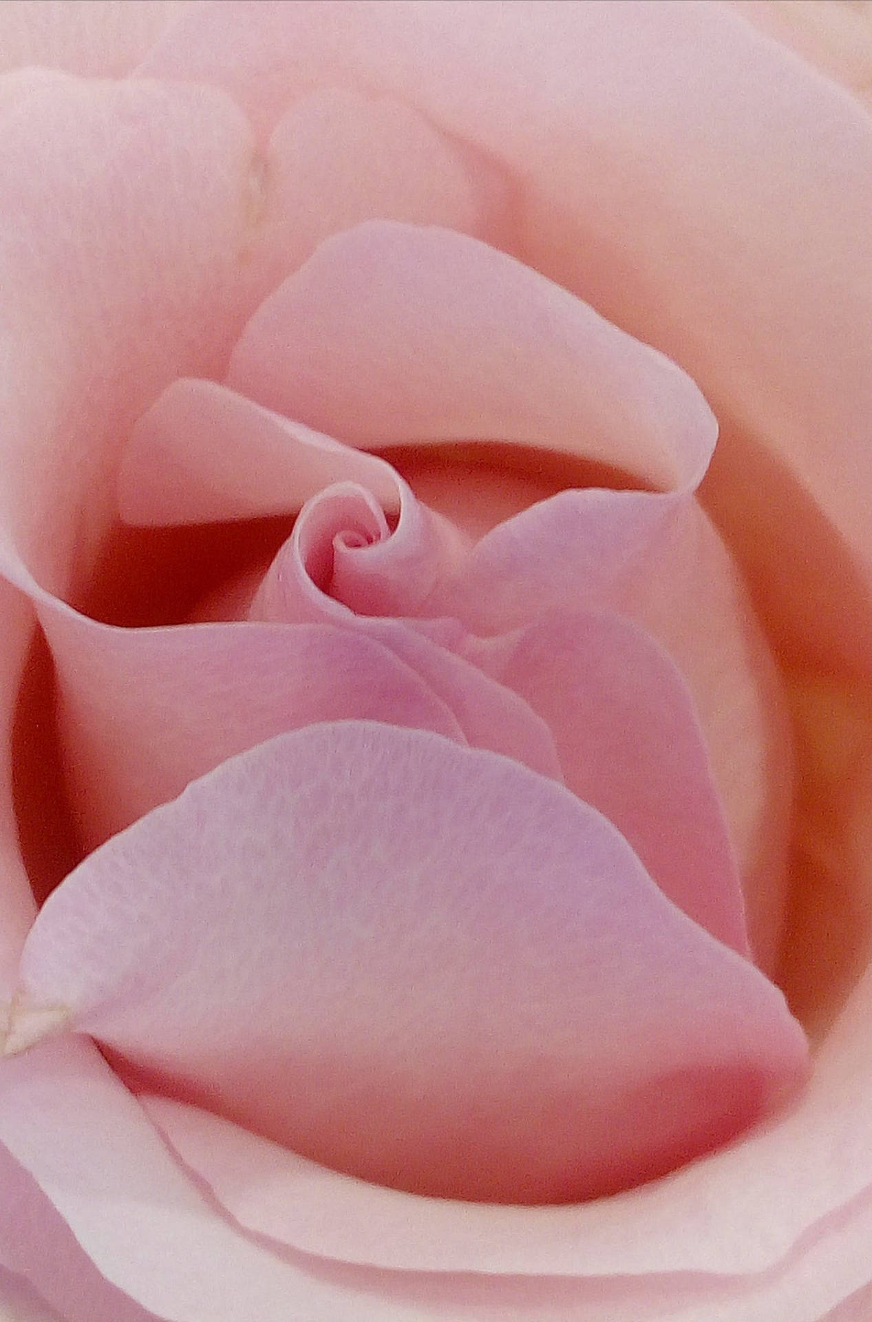 Pastell Telefon Rosa Rose Blomst Bakgrunnsbildet