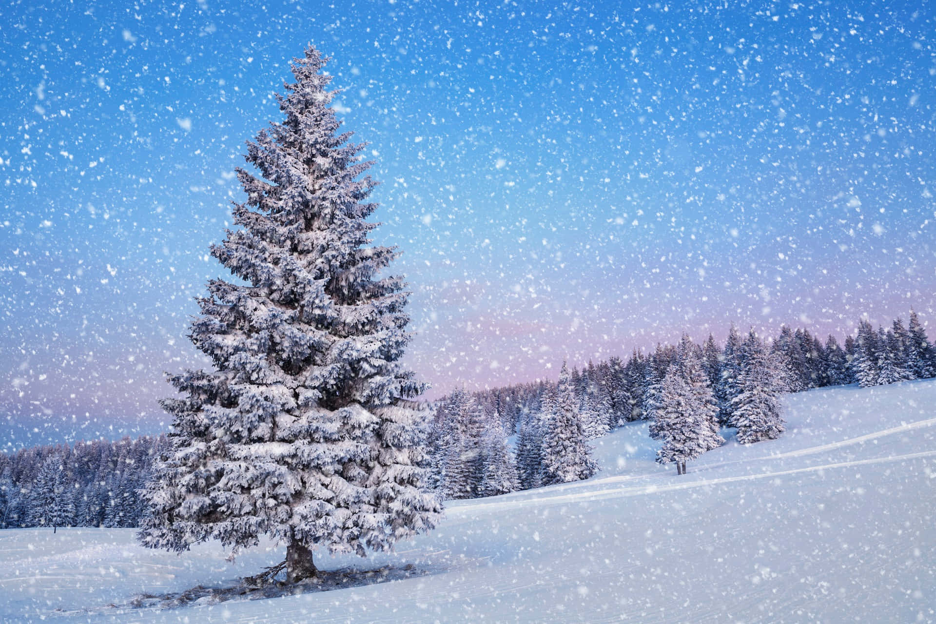 Njutav Vinterens Skönhet Med Lugnande Snöfall På Din Dator- Eller Mobilbakgrund. Wallpaper