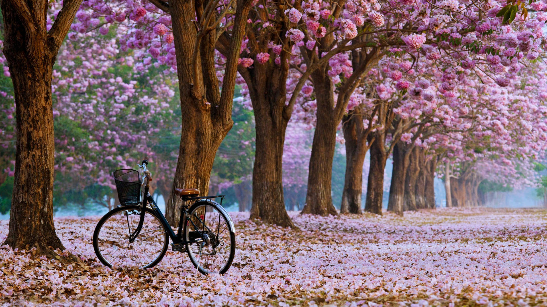 Ultrahd Fahrrad Auf Kirschblütenallee Laptop Wallpaper