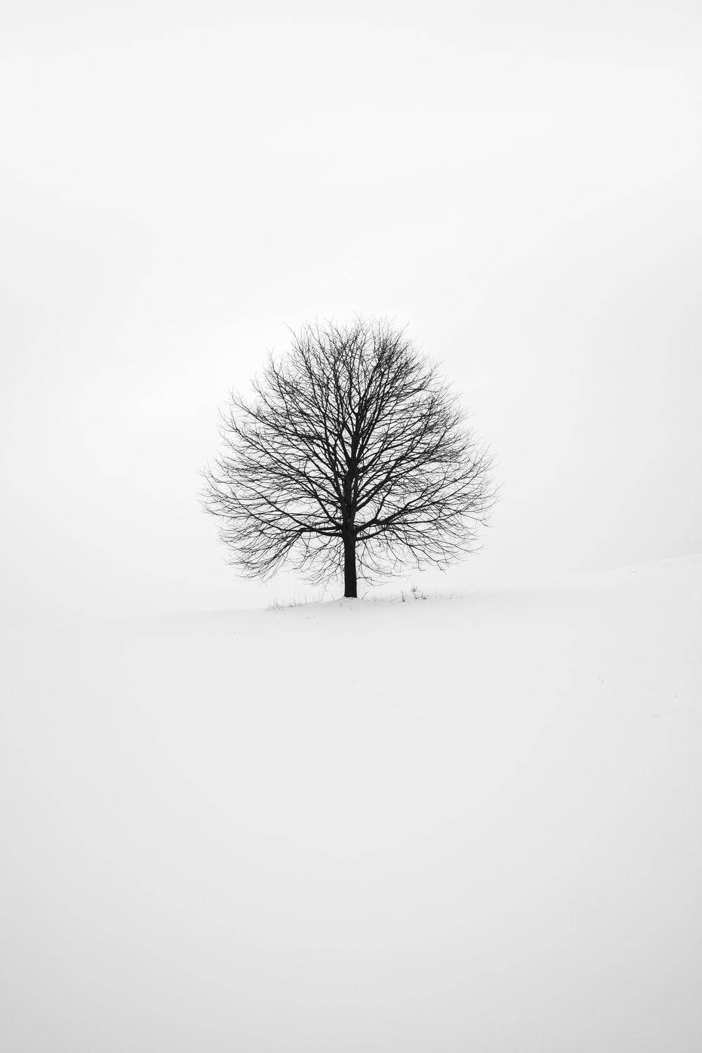 Vitfärg Snöfall. Wallpaper