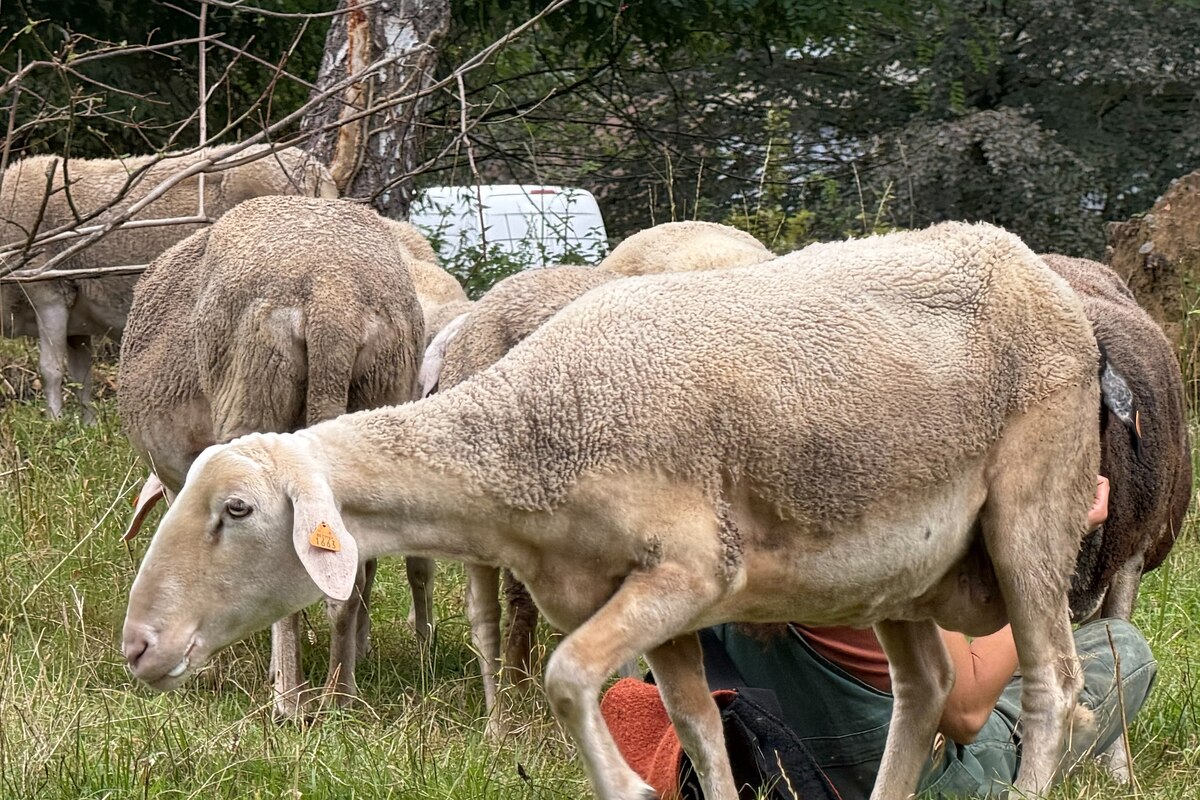 Festive sheep migration as part of the Elsene/ Ixelles eco-grazing project, Saturday 5 September 2026, in Brussels. Last year there were five, this year, eight sheep are participating in the eco-grazing in Elsene/ Ixelles. They are all retired ewes that are no longer used for milk production.
BELGA PHOTO TIMON RAMBOER