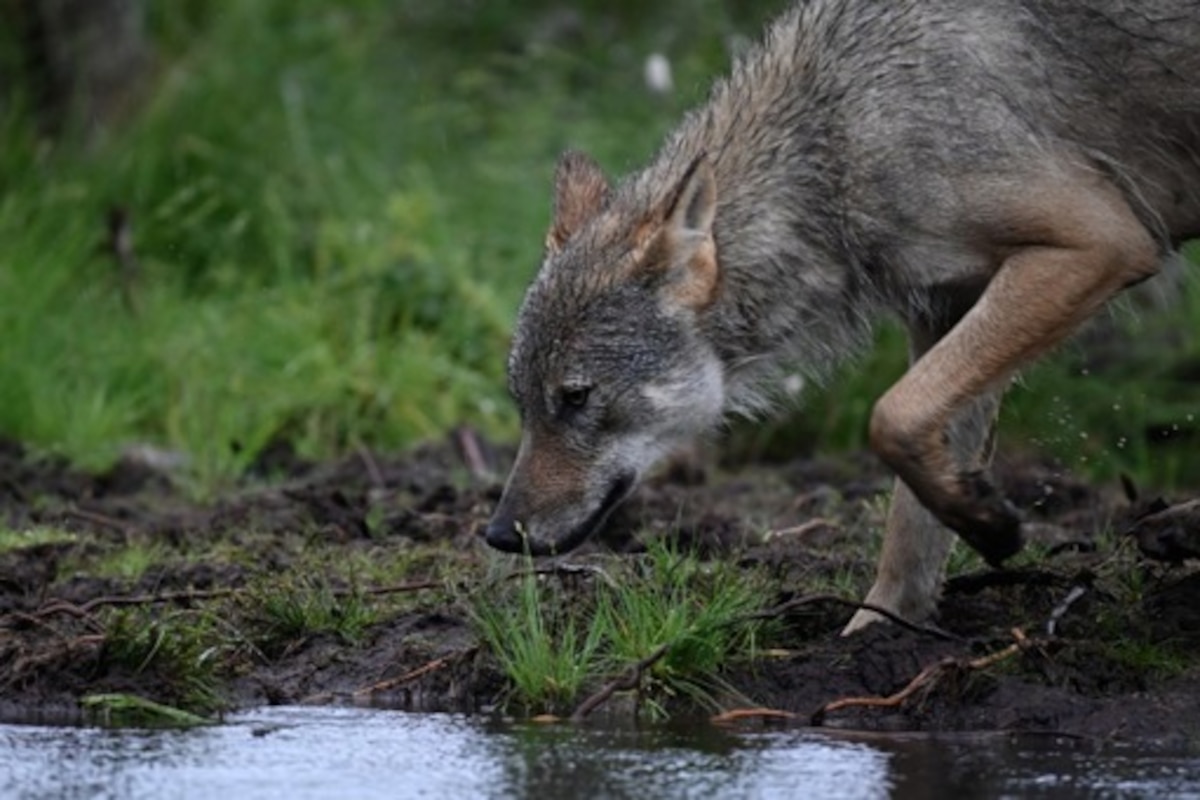 Un loup parcourt la plus longue migration connue à ce jour, 1.190 km