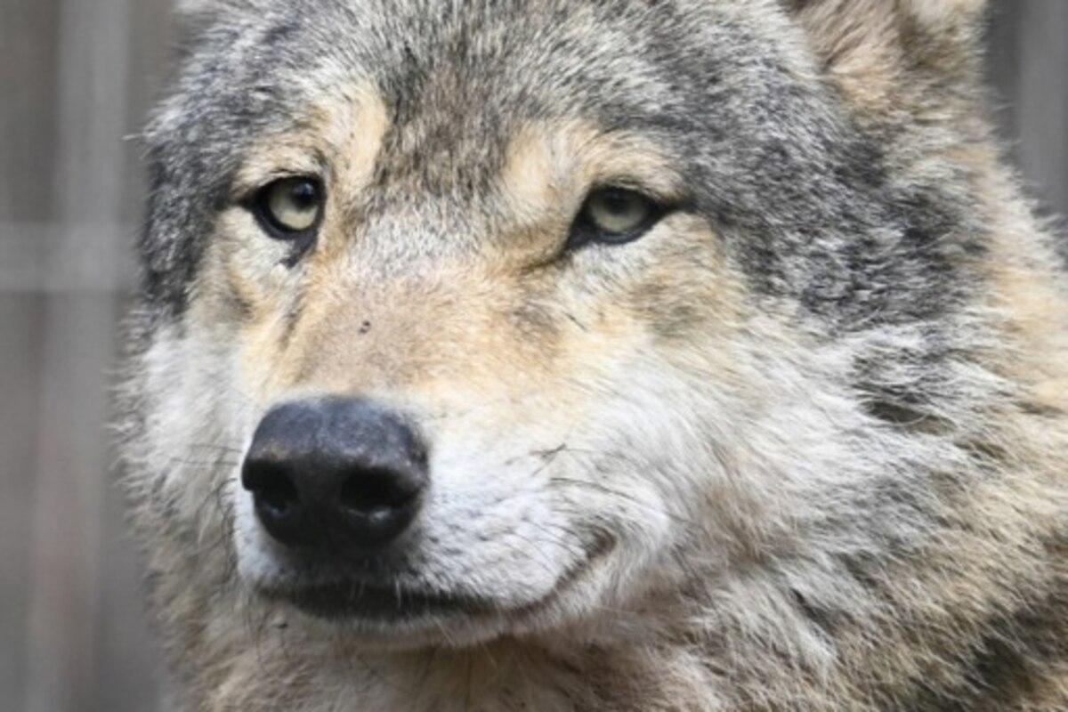 Un loup tué dans un accident de la route en province d'Anvers