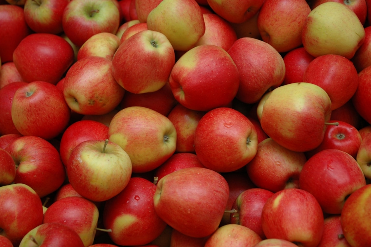 Les pommes de cette année sont souvent moins nombreuses et plus petites.