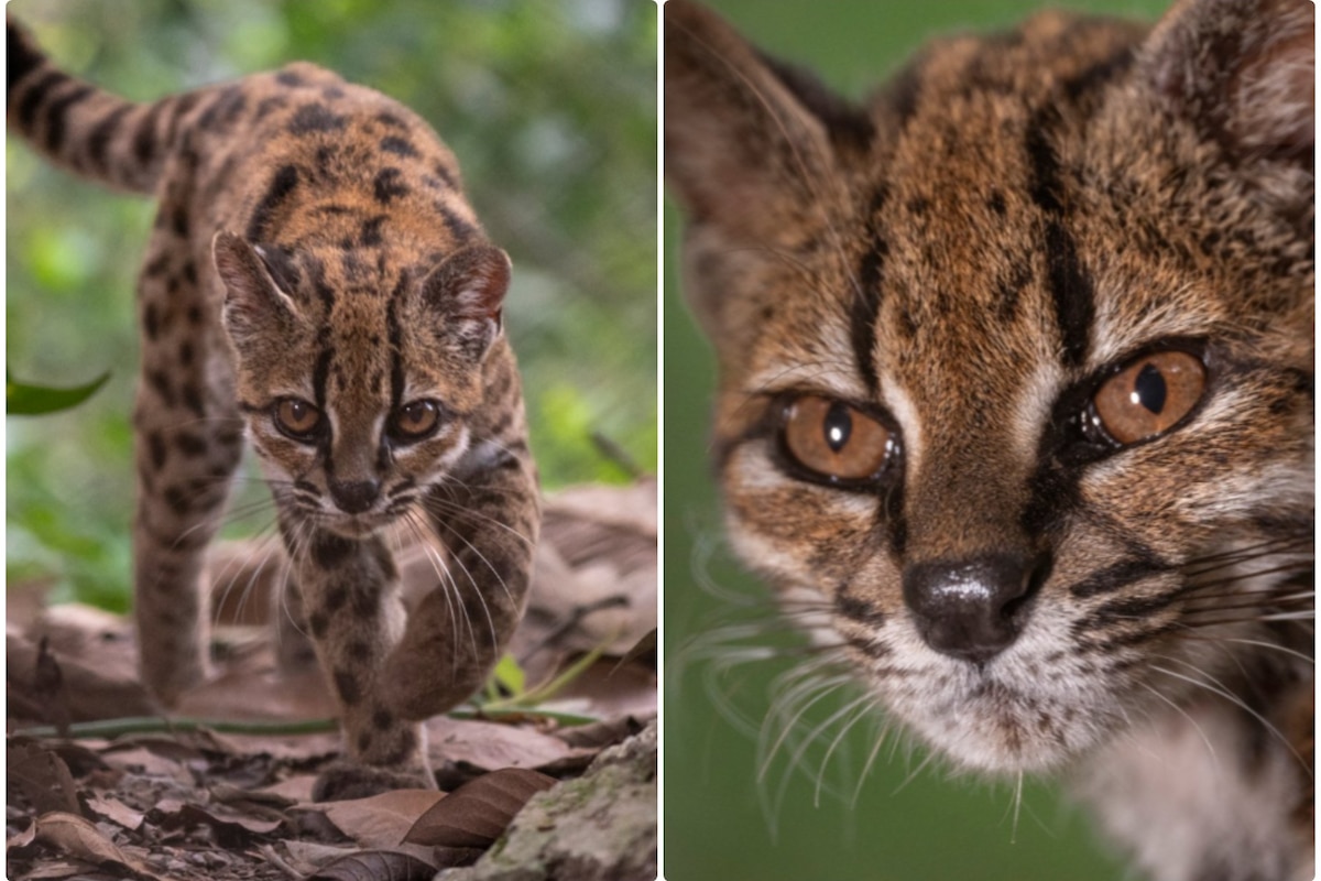 Baptisé "tilcayo" par les habitants, ce félin sauvage a vu ce surnom intégré dans son nouveau nom scientifique.