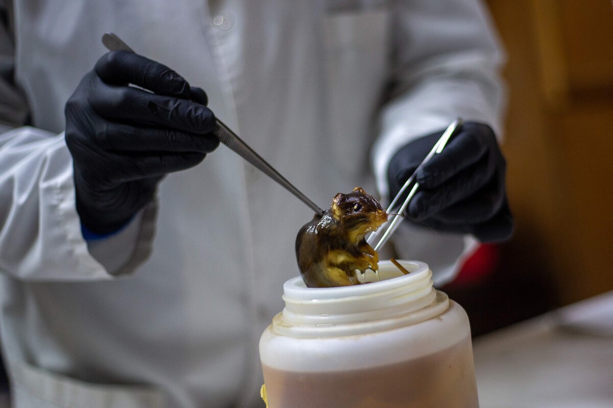 (FILES) Independent CONICET researcher and National University of Cordoba associate professor Raul Gonzalez Ittig holds a preserved specimen of a Graomys chacoensis rodent inside the Population Genetics and Evolution Laboratory of the Institute of Diversity and Animal Ecology (IDEA-CONICET-UNC) at the Faculty of Exact, Physical and Natural Sciences (FCEFyN) in Cordoba, Argentina, on May 13, 2026. Argentine health authorities have identified hantavirus in mice caught in Tierra del Fuego, although it is a different strain from that responsible for the outbreak reported on the cruise ship "Hondius", which resulted in three deaths, the Ministry of Health reported on June 29, 2026. (Photo by Diego Lima / AFP)