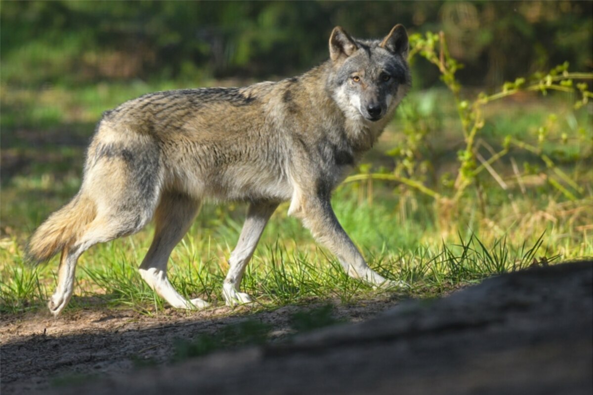 Loup illustration.