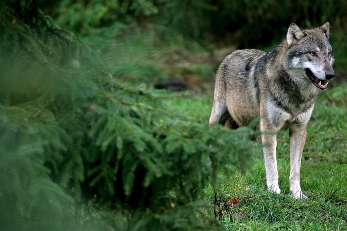 Deux meutes de loup sont présentes en province de Luxembourg.