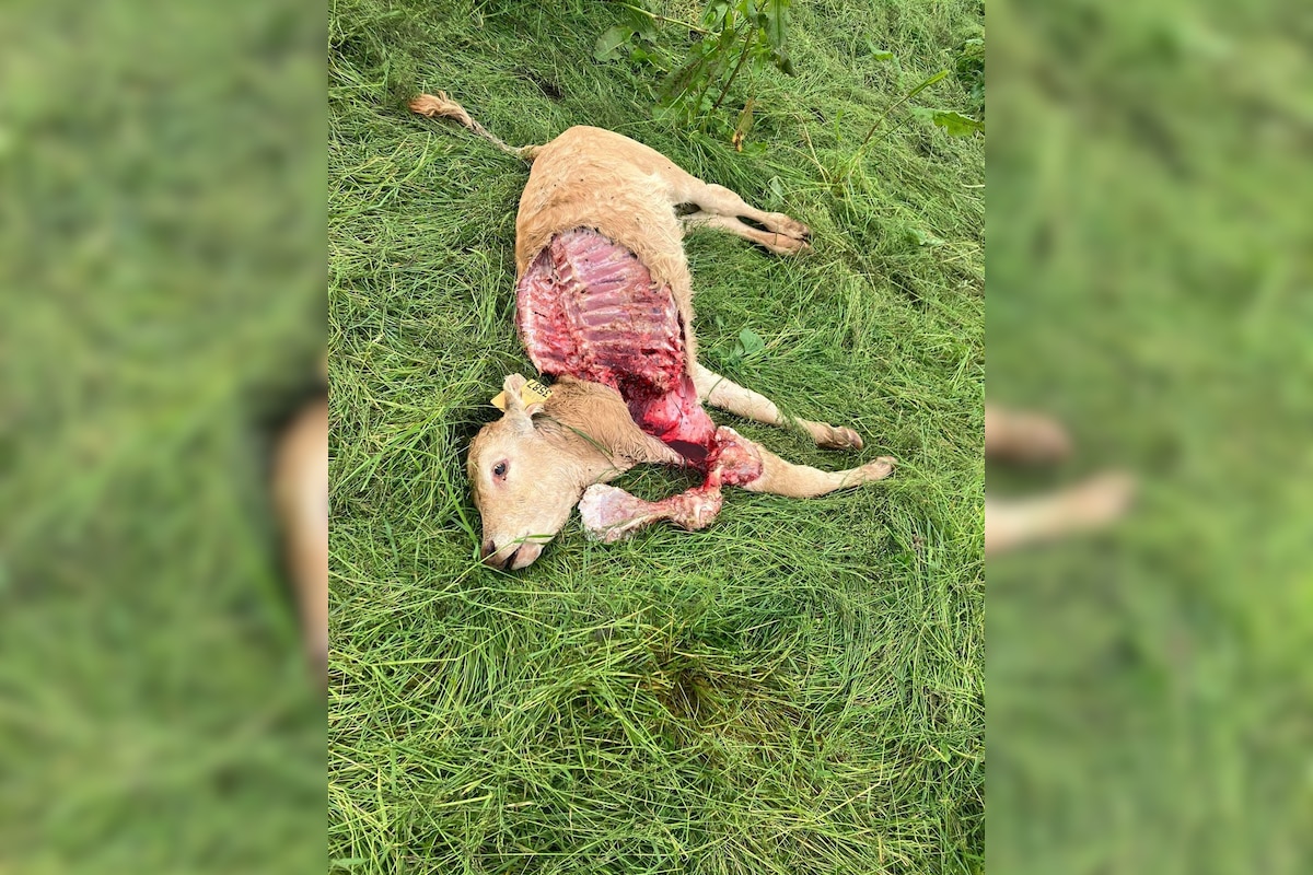 Le veau a été tué dans la nuit du 4 au 5 juin dernier.