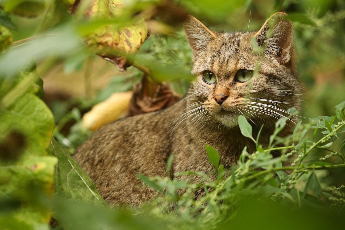 Une nouvelle espèce de chat sauvage a été découverte.