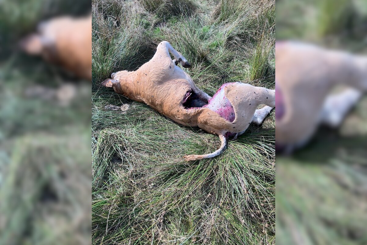 La dépouille du veau attaqué à Narcimont.
