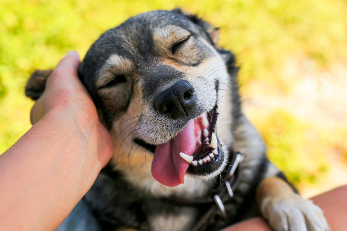 Les chiens sourient, un apprentissage de la relation avec l'homme.
