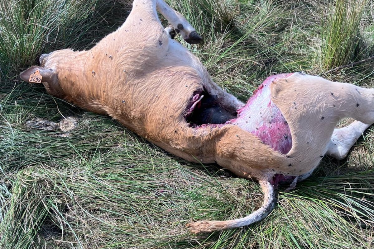 C’est bien un loup qui a attaqué un veau dans une prairie de Narcimont, près de Wittimont.