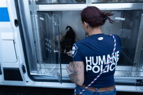 REG-L-DogSeizure-01 Dogs rescued from cramped, unsanitary conditions in an RV that was traveling through Berks County on Thursday await transport to shelters.