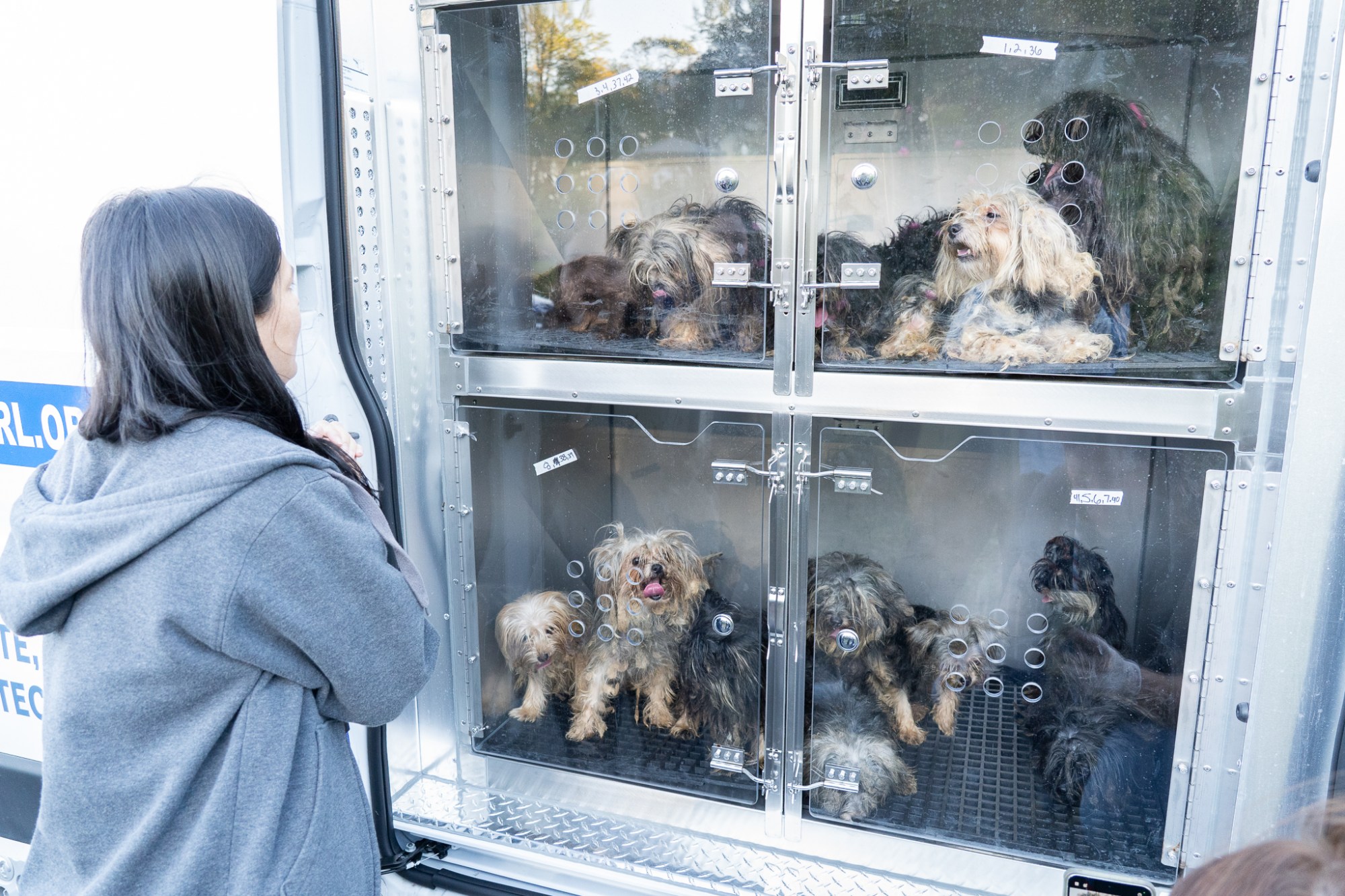Dogs rescued from cramped, unsanitary conditions in an RV that was traveling through Berks County on Thursday await transport to shelters. (Courtesy of the Animal Rescue League of Berks County)