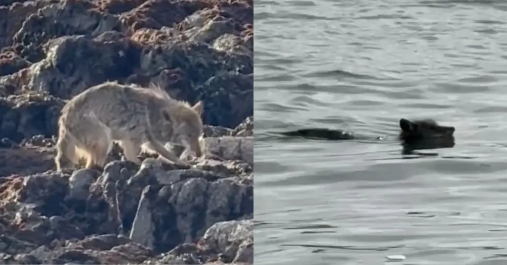 Coyote Spotted Swimming to Alcatraz Island for the First Time