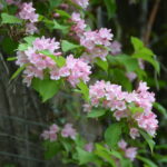 ヤブウツギの花